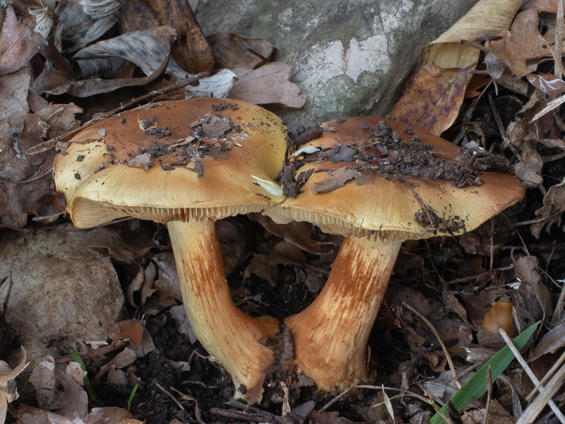 Cortinarius aurilicis